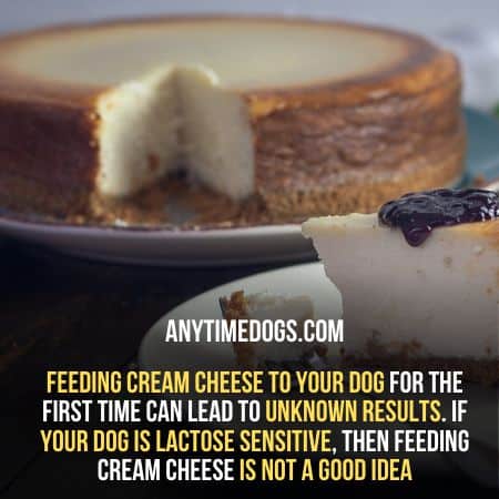 Feeding cream cheese to your dog for the first time can lead to unknown results
