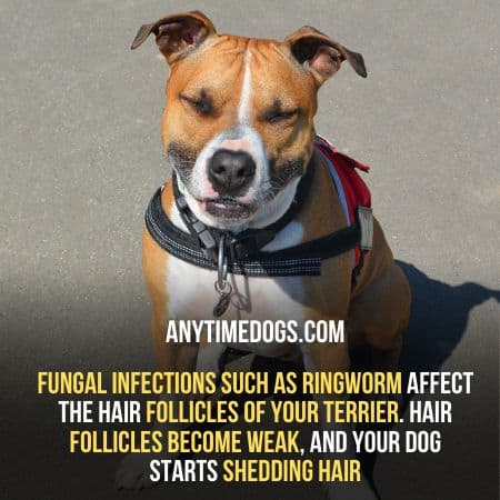 Fungal infection causes pitbulls shedding