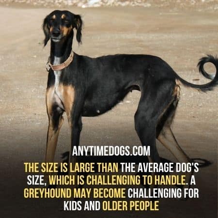 Greyhounds size is larger than average dogs size