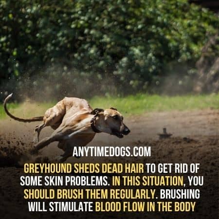Greyhound usually shed dead hair