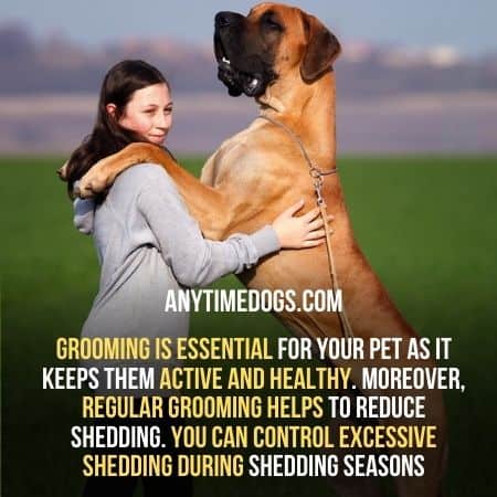 Grooming is very important for your pets, regular grooming helps to avoid shedding in dogs