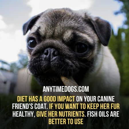 Impact of diet on pugs shedding