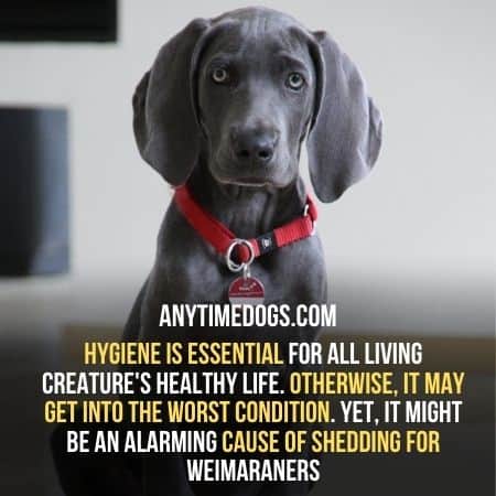 Hygiene may cause shedding in Weimaraners