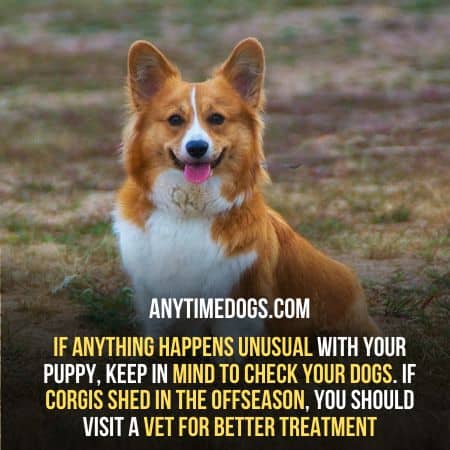 Visit a vet if your corgis sheds unusual