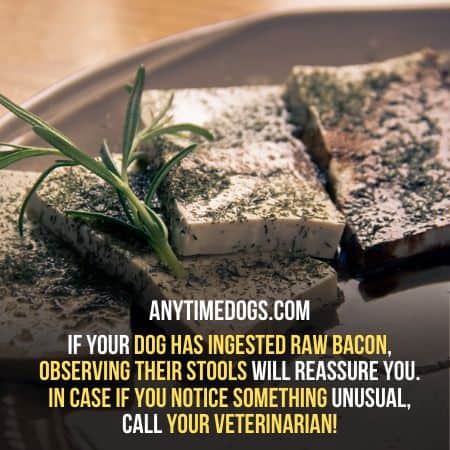 If your dog is allergic to raw bacon you must visit a vet