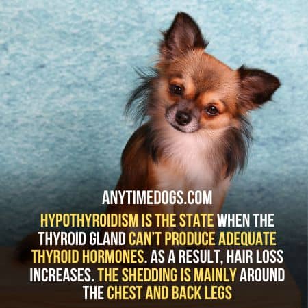 In Hypothyroidism hair loss start for Chihuahuas
