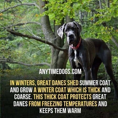 In winter great danes shed the summer coat