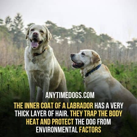 Inner coat of Labrador is thick it prevents shedding
