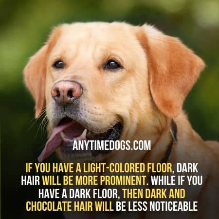 Labs hair are more visible on dark colored floor
