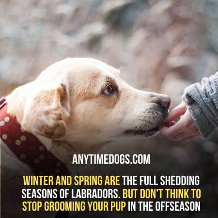 Labs shed more in winter and spring