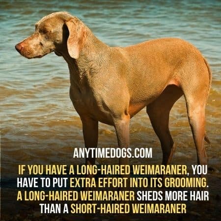 Long hair Weimaraners requires more care while grooming