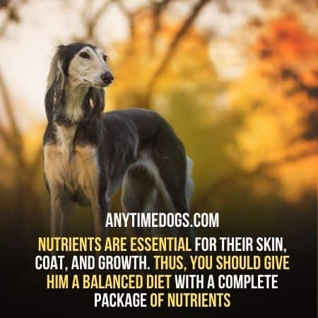 Nutrients are essential for the dogs skin