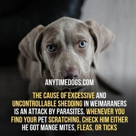 Parasite cause shedding in Weimaraners