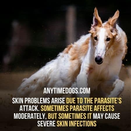 Parasites may cause skin problems in greyhounds