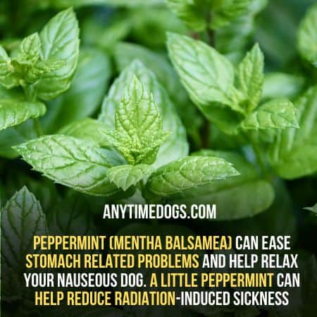 Peppermint can ease stomach related problems in your dog; can dogs eat basil?