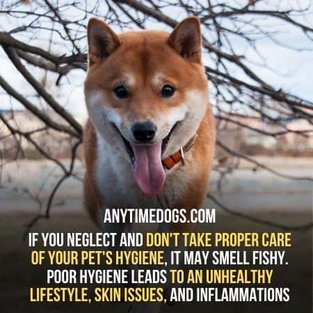 Poor hygiene lead to unhealthy lifestyle of dogs