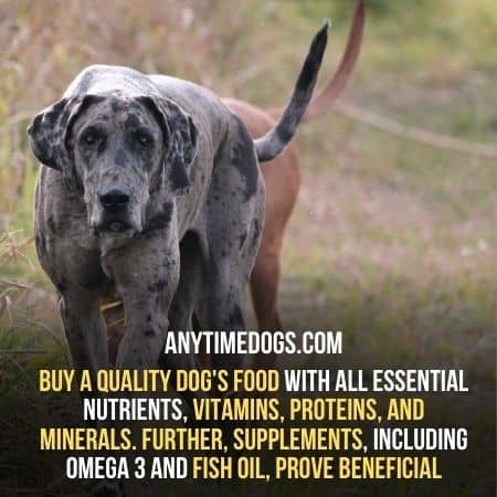 Serve quality food to your pets
