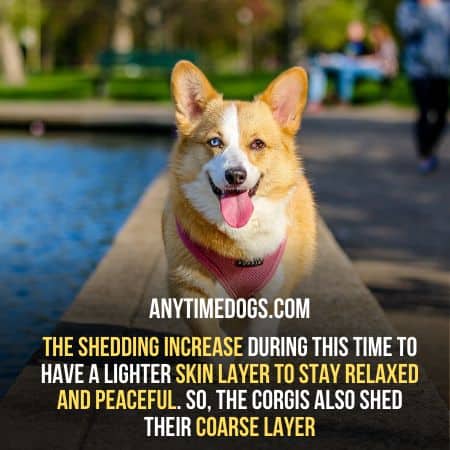 Shedding in corgis increase to have a lighter skin