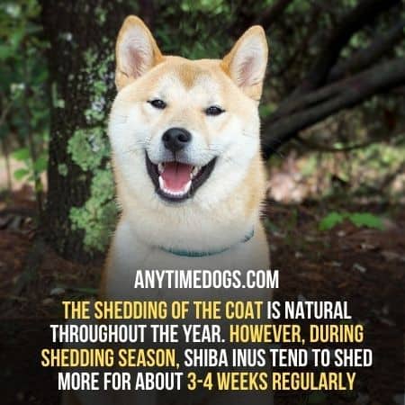 Shedding of the coat of shiba inus is natural