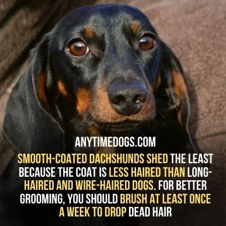 Smooth-Coated Dachshunds shed the least