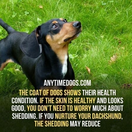The coat of a dog shows the health condition of a dog