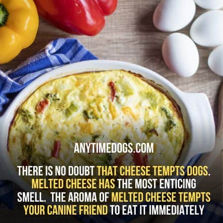 There is no doubt that cheese tempts dogs