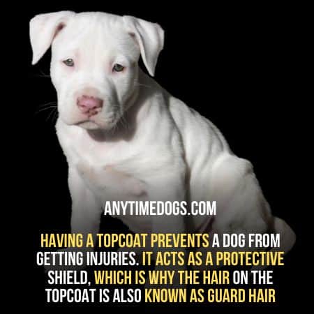 Topcoat of dogs prevent injuries
