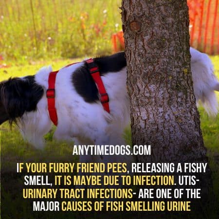 Urinary Tract Infections can cause fish like smell in dogs