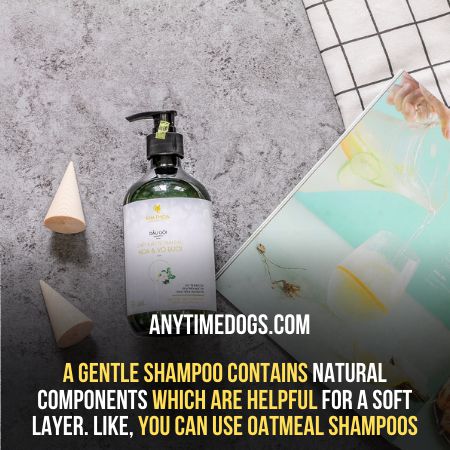Use gentle shampoo for Chihuahuas shedding