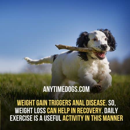 Weight gain triggers anal disease in dogs