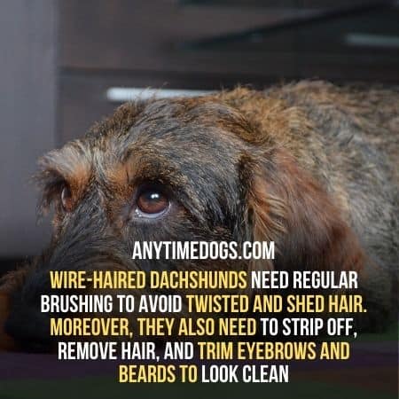Wire-haired Dachshunds need regular brushing