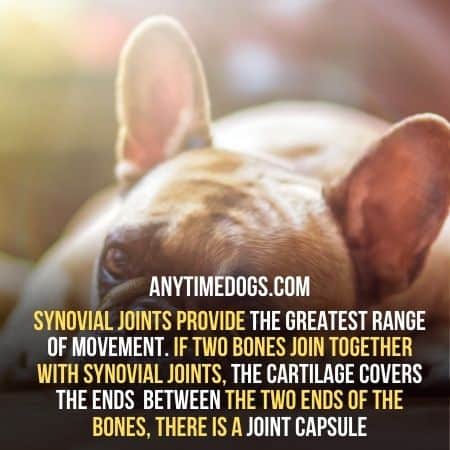 3 types of joints in dogs