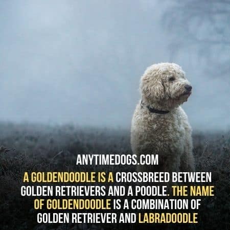 A Goldendoodle is a crossbreed between golden retrievers and a poodle