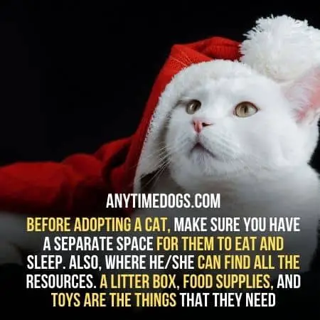 Before adopting a cat, make sure you have a separate space for them