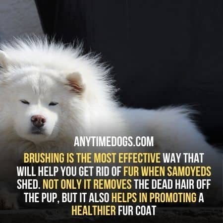 Brushing is the most effective way that will help you get rid of fur when Samoyeds shed