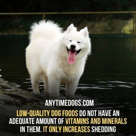 Cheap and low-quality dog foods do not have an adequate amount of vitamins