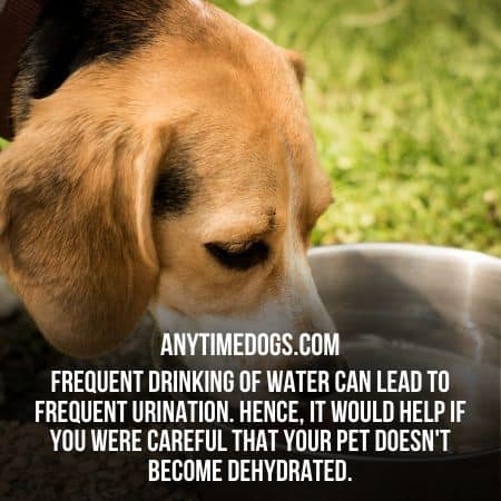 Drinking enough water saves your dogs from dehydration