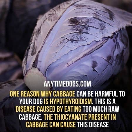 Due to hypothyroidism cabbage can be harmful to your dogs