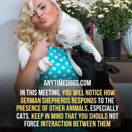 German shepherds are protective towards their owners