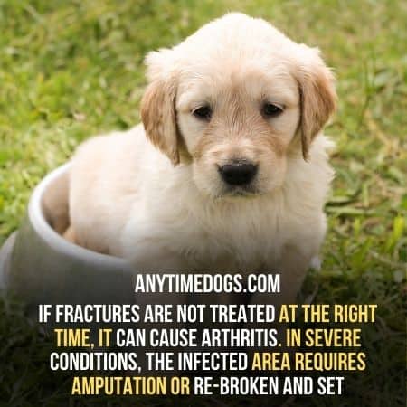 If fractures of dogs are not treated at the right time, it can cause arthritis