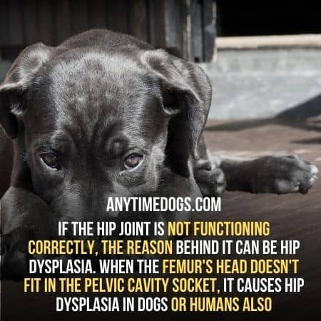 If the hip joint is not functioning correctly, the reason can be hip dysplasia