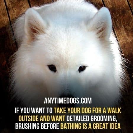 If you want detailed grooming of samoyeds, brushing before bathing is a great idea
