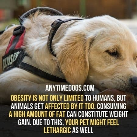 Obesity is not only limited to humans, but dogs get affected by it too