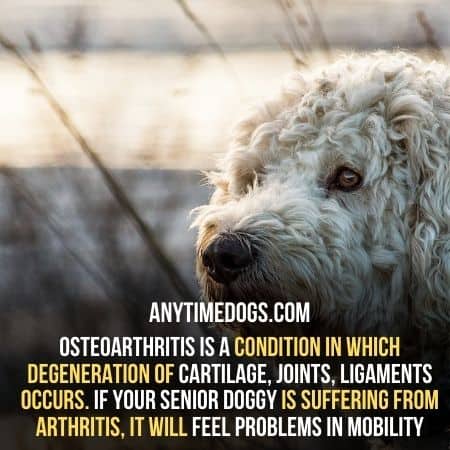 Osteoarthritis is a condition in which degeneration of cartilage, joints, ligaments occur in Goldendoodles