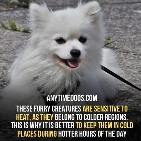 Samoyeds are sensitive to heat, as they belong to colder regions
