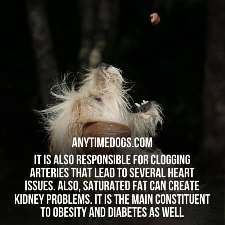 Saturated fats can cause diseases in dogs