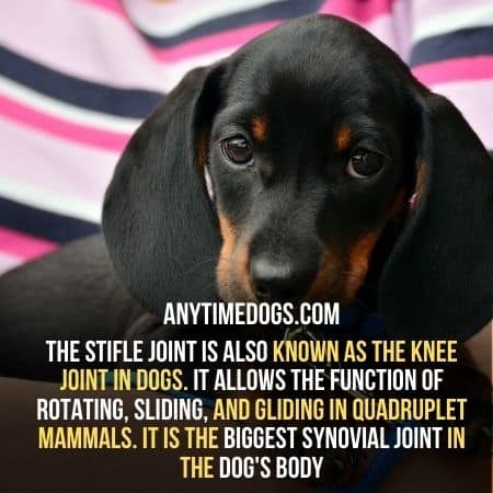 Stifle joint is also knows as the knee joint in dogs