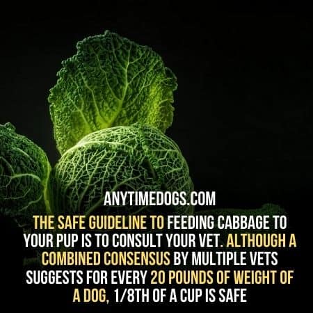 The safe guideline to feeding cabbage to your pup is to consult your vet
