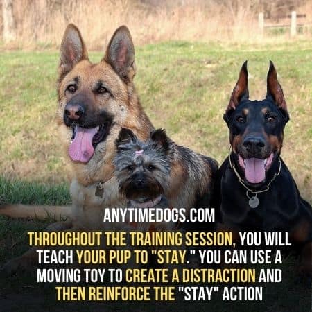 Your have to train your german shepherd properly