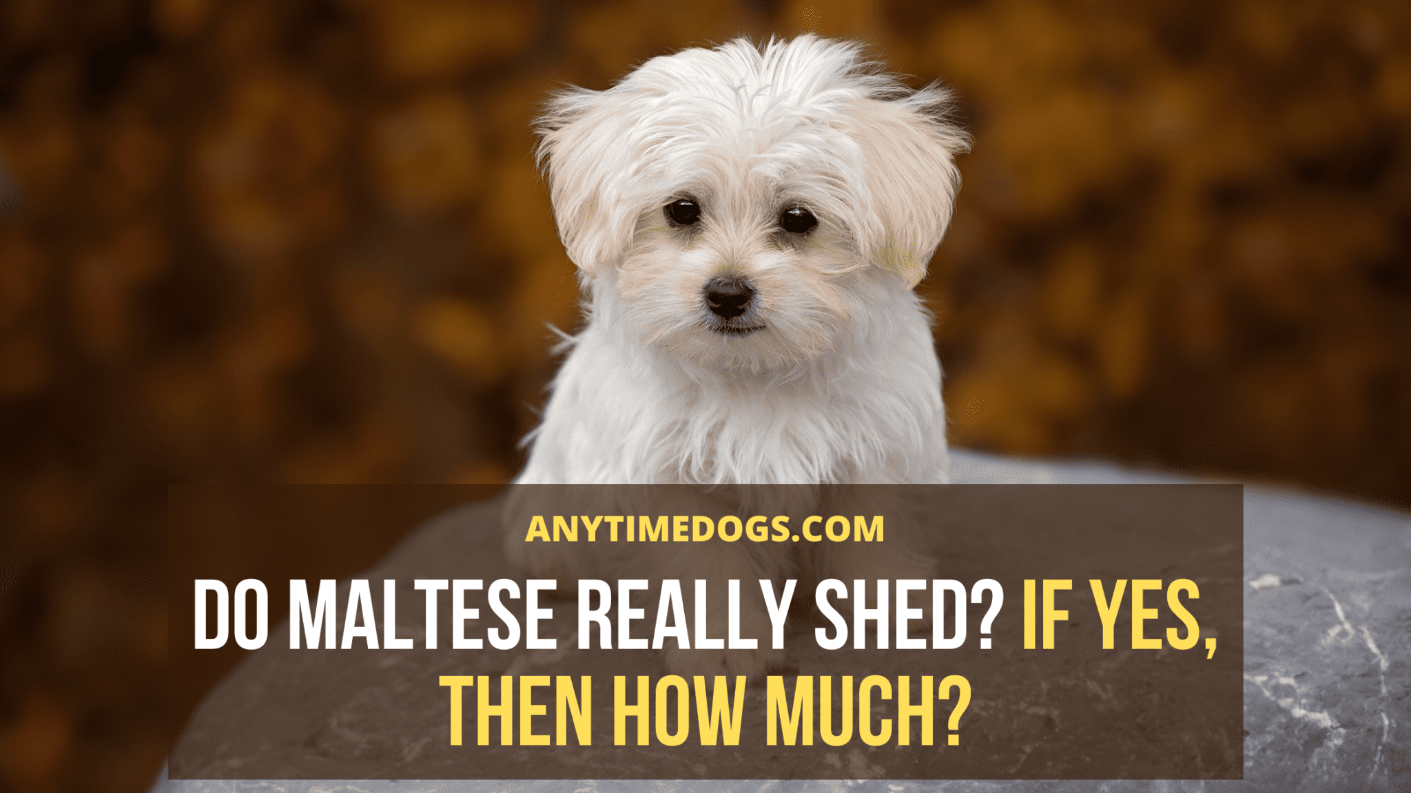 Do Maltese Shed? Maltese Dog Shedding Guide AnyTimeDogs